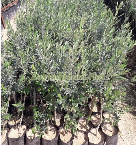 Gemlik Zeytin Fidanı