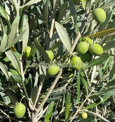Gemlik Zeytin Fidanı