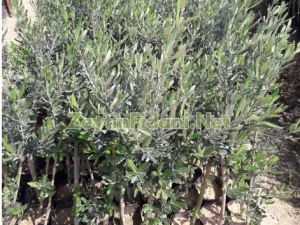Gemlik Zeytin Fidanı