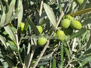 Gemlik Zeytin Fidanı