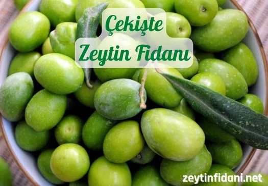 Çekişte Zeytin Fidanı