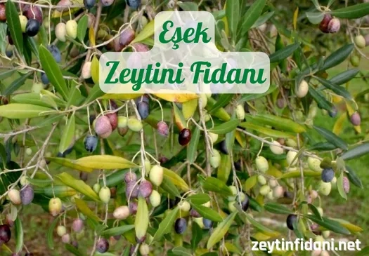 Eşek Zeytin Fidanı