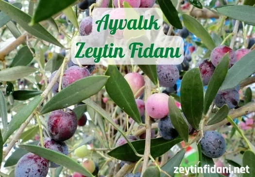 Ayvalık Zeytin Fidanı