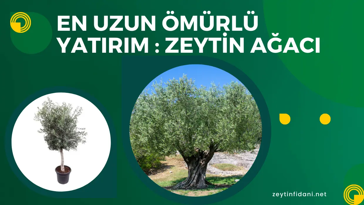 Zeytin Fidanı Fiyatları
